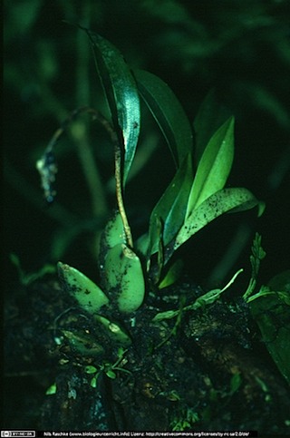 orchidee_bulbus(www_biologieunterricht_info)